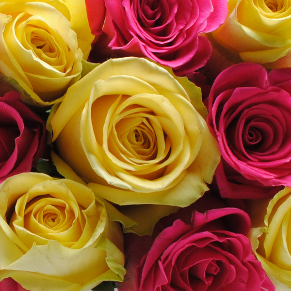 Caja de 12 Rosas Amarillas y Fucsia